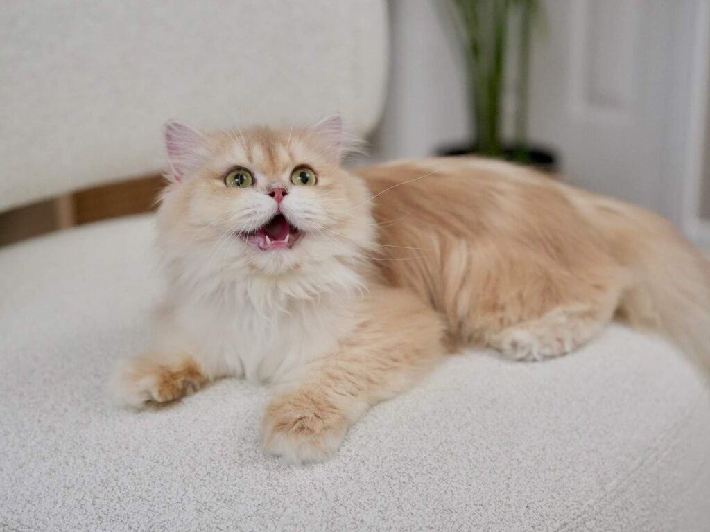 Lilac Golden Shaded British Longhair - NovaBear - British Shorthair for sale & British Longhair Kittens for sale