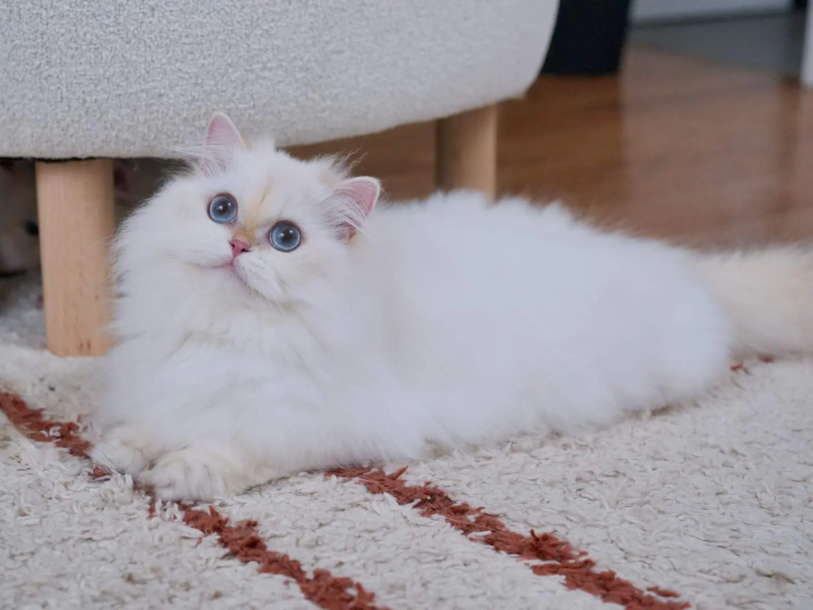 Organa — Golden Point — British Longhair