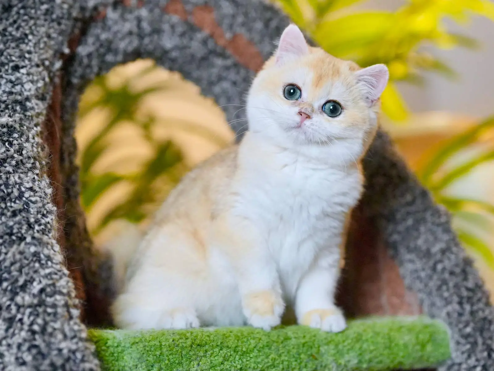 Padme — Golden — British Shorthair