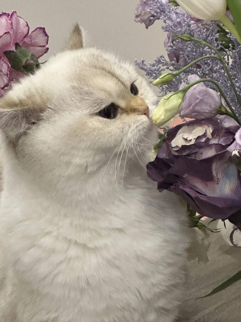 british short kittens for sale puffie is smelling flowers