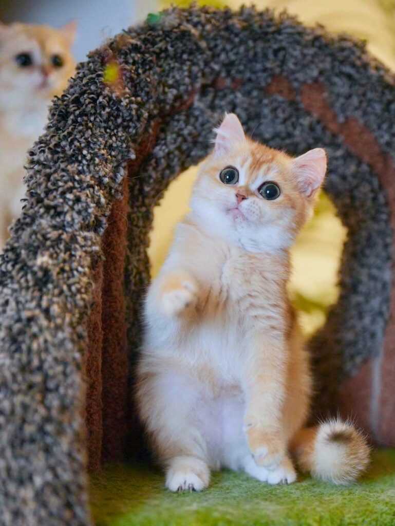 Golden Shaded British Shorthair - Solo - British Shorthair for sale & British Longhair Kittens for sale