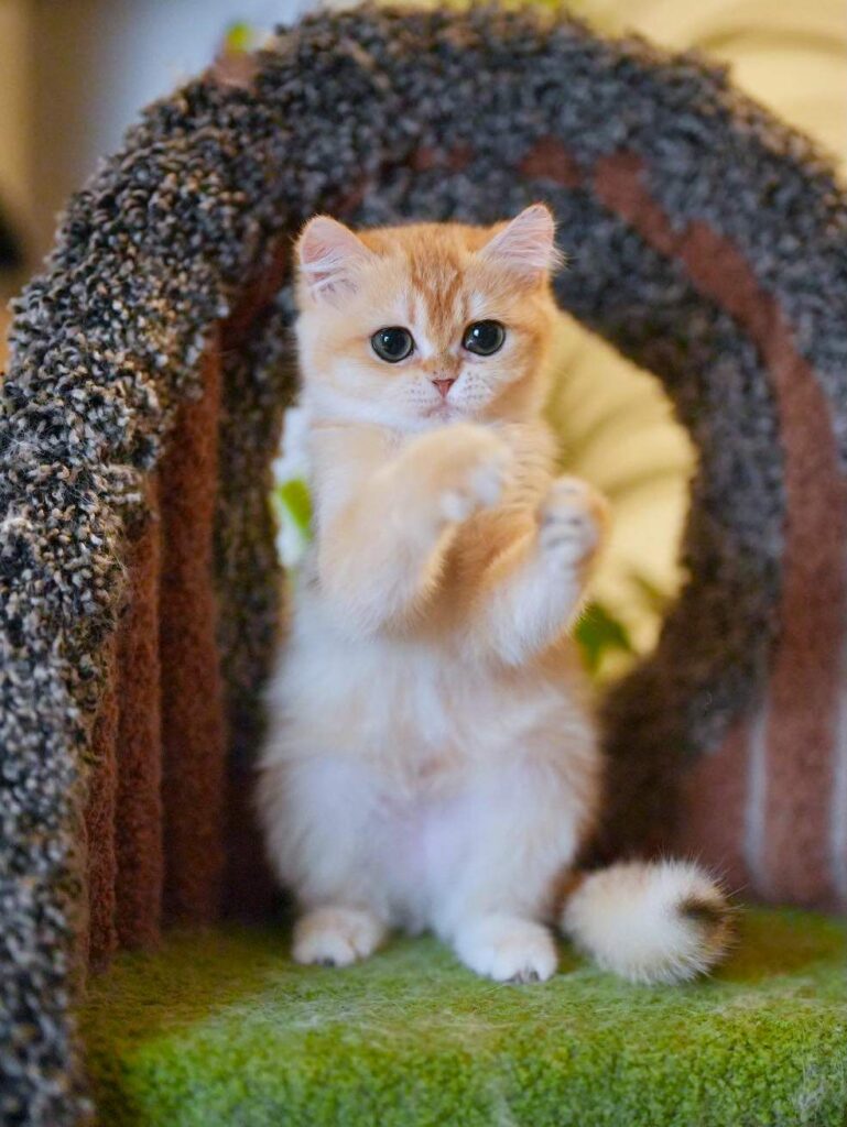 Golden Shaded British Shorthair - Solo - British Shorthair for sale & British Longhair Kittens for sale