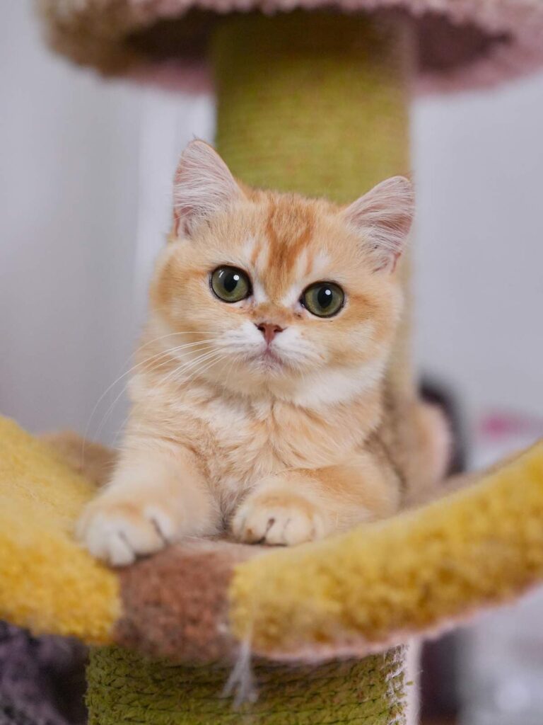 Golden Shaded British Shorthair - Solo - British Shorthair for sale & British Longhair Kittens for sale