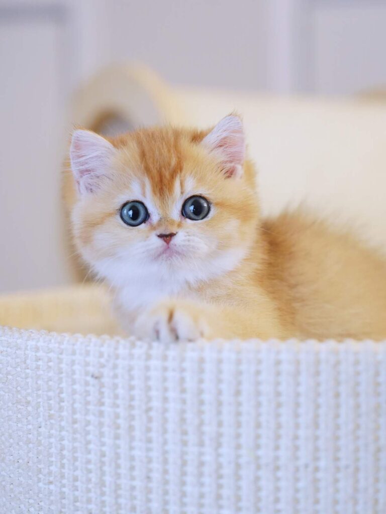 Golden Shaded British Shorthair - Solo - British Shorthair for sale & British Longhair Kittens for sale