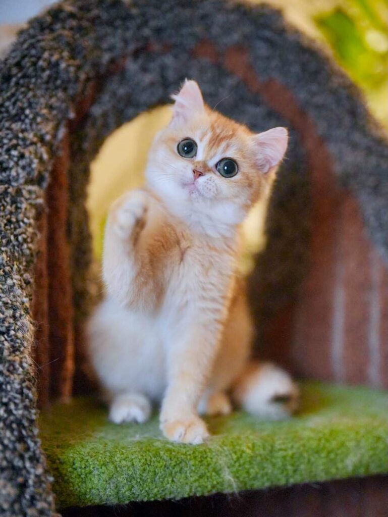 Golden Shaded British Shorthair - Solo - British Shorthair for sale & British Longhair Kittens for sale