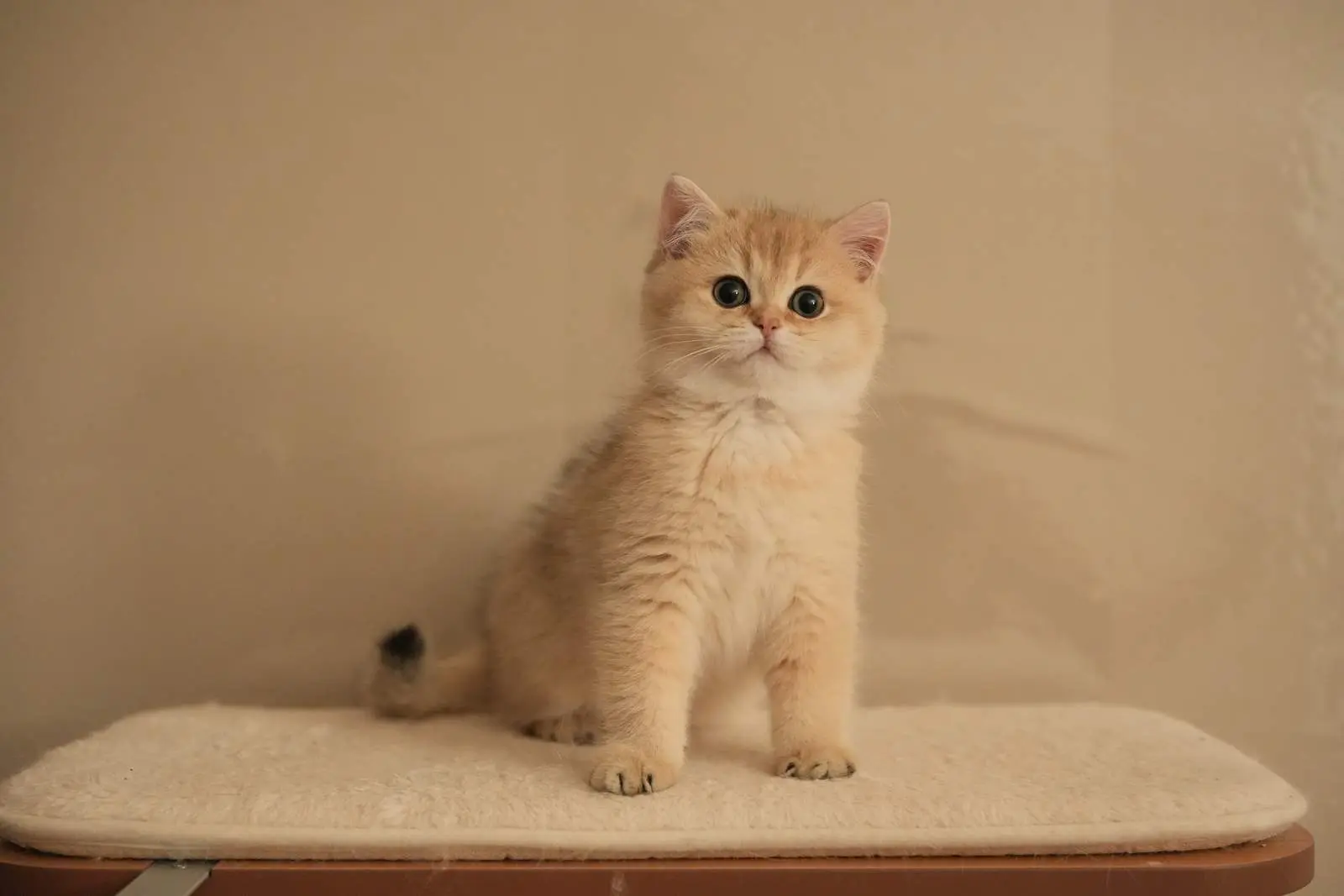 Tubby — Golden — British Shorthair