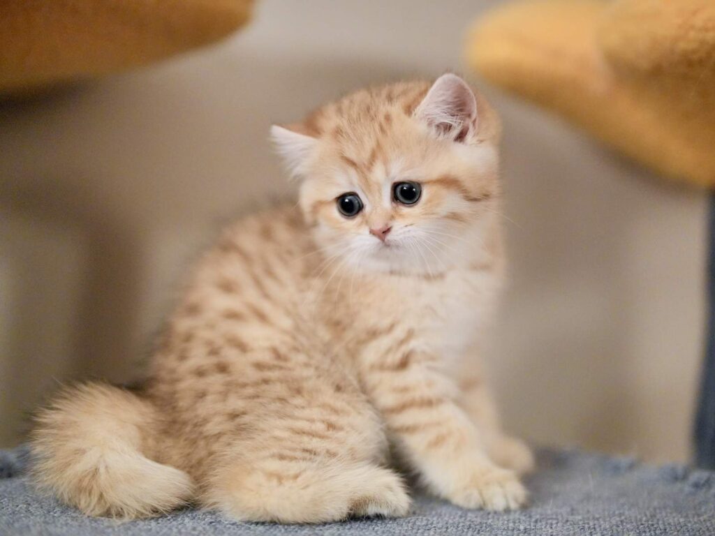 the golden tabby british shorthair cat bagel is on a cat tree
