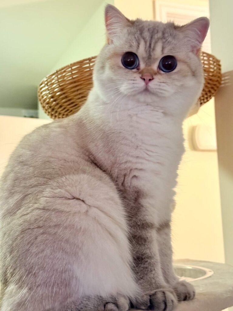 Bingbing - Golden Point Shaded British Shorthair - British Shorthair for sale & British Longhair Kittens for sale