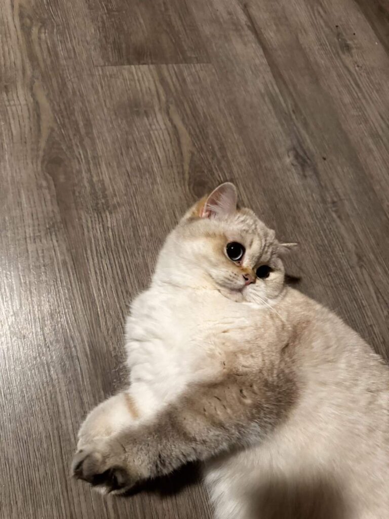 Bingbing - Golden Point Shaded British Shorthair - British Shorthair for sale & British Longhair Kittens for sale