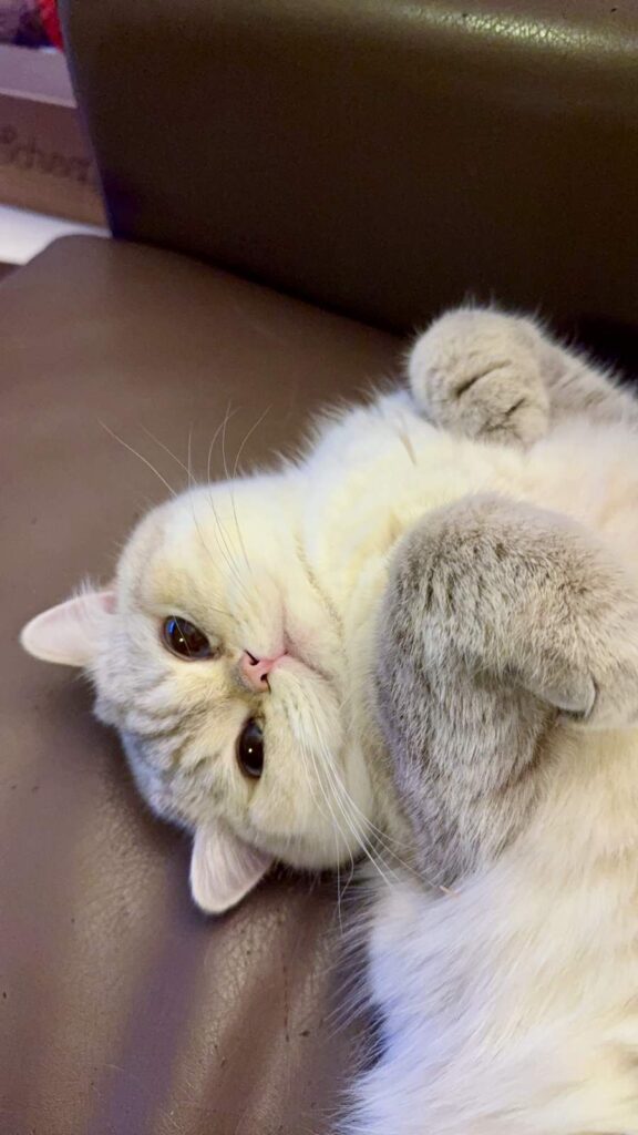 Bingbing - Golden Point Shaded British Shorthair - British Shorthair for sale & British Longhair Kittens for sale