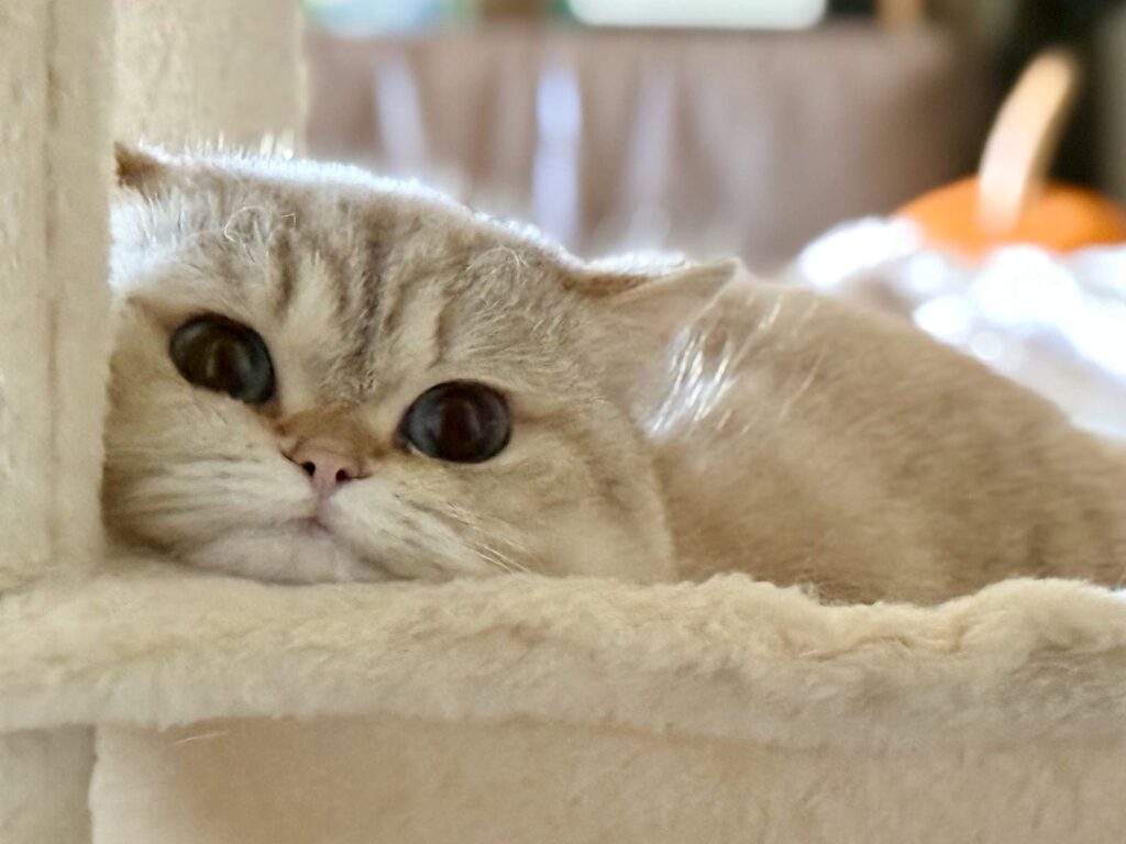 Bingbing - Golden Point Shaded British Shorthair - British Shorthair for sale & British Longhair Kittens for sale