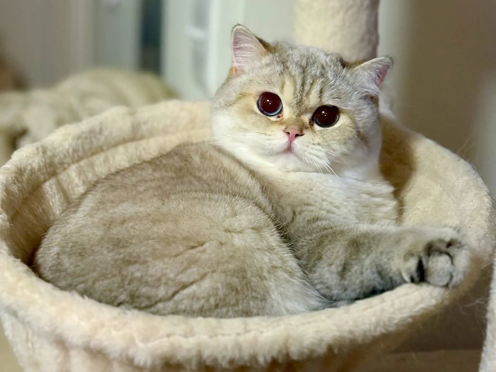 Bingbing — Golden Point — British Shorthair