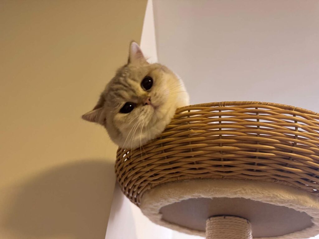 Bingbing - Golden Point Shaded British Shorthair - British Shorthair for sale & British Longhair Kittens for sale