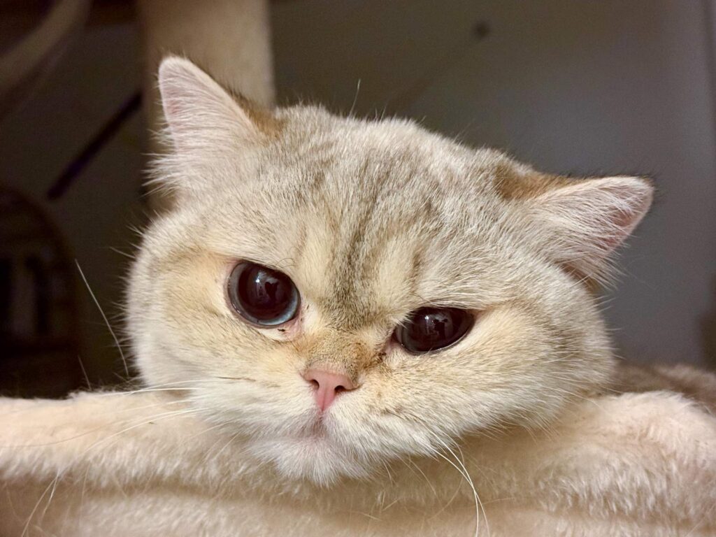 Bingbing - Golden Point Shaded British Shorthair - British Shorthair for sale & British Longhair Kittens for sale