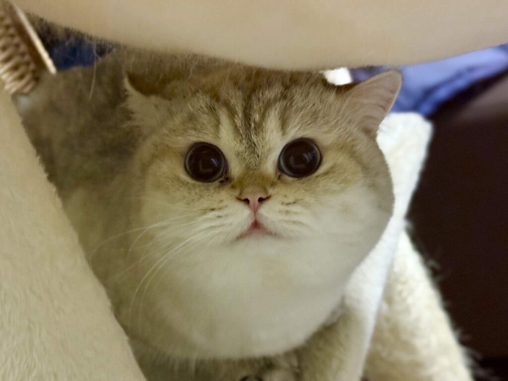 Bingbing - Golden Point Shaded British Shorthair - British Shorthair for sale & British Longhair Kittens for sale