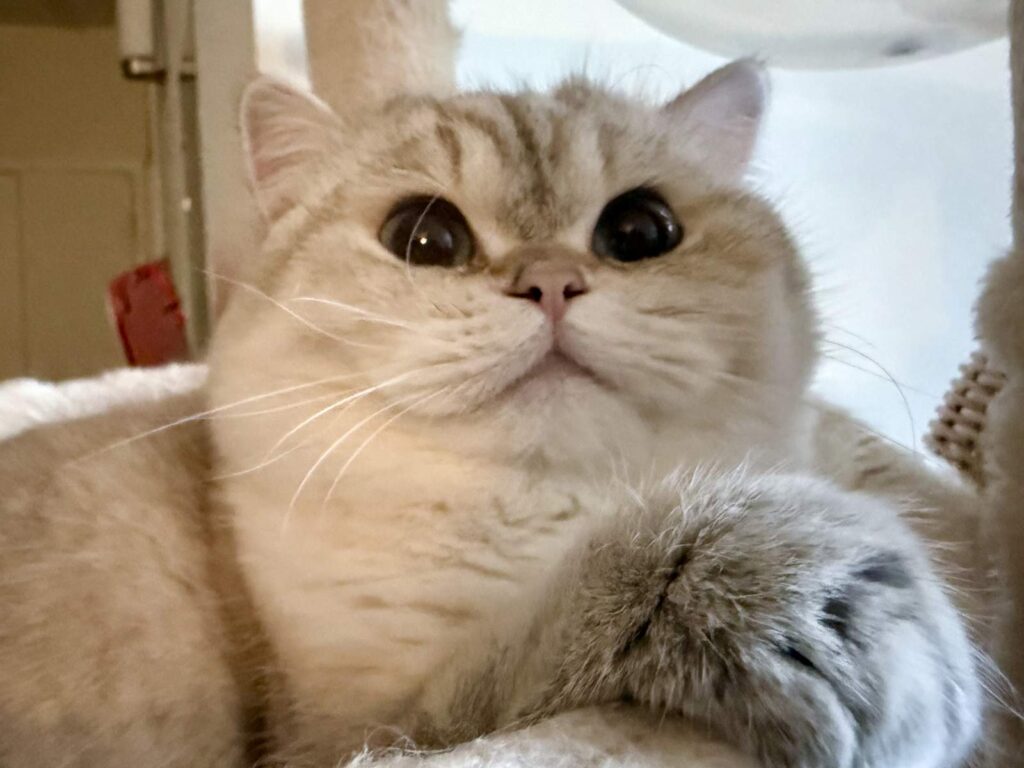 Bingbing - Golden Point Shaded British Shorthair - British Shorthair for sale & British Longhair Kittens for sale
