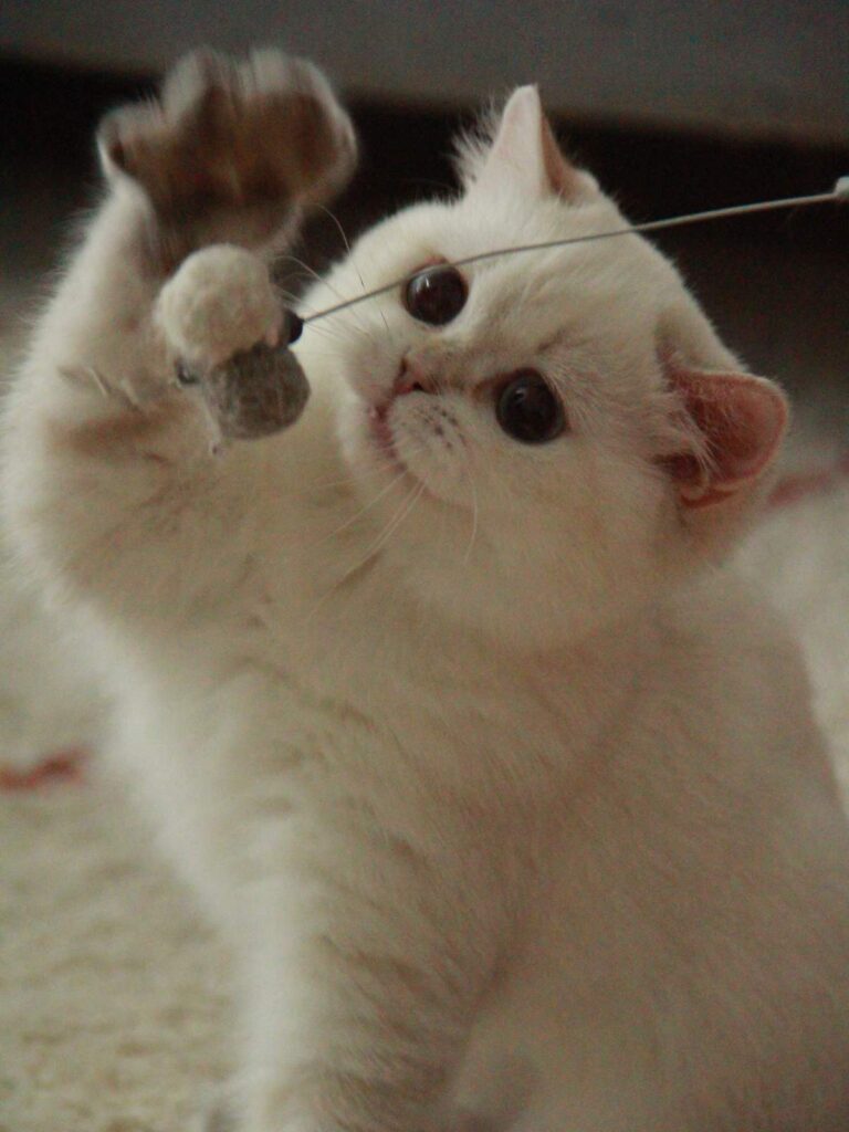 Bingbing - Golden Point Shaded British Shorthair - British Shorthair for sale & British Longhair Kittens for sale