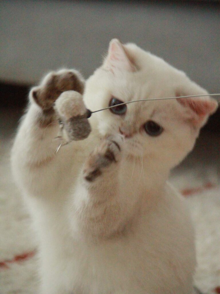 Bingbing - Golden Point Shaded British Shorthair - British Shorthair for sale & British Longhair Kittens for sale