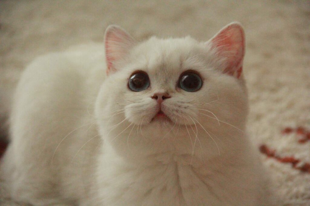 Bingbing - Golden Point Shaded British Shorthair - British Shorthair for sale & British Longhair Kittens for sale
