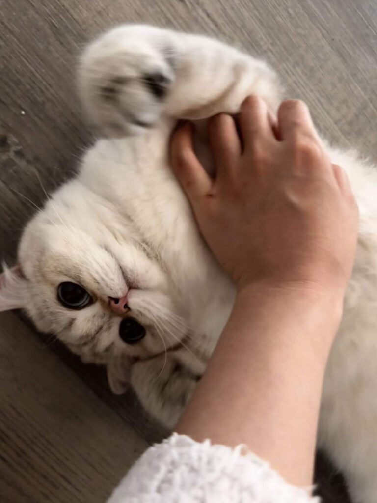 Bingbing - Golden Point Shaded British Shorthair - British Shorthair for sale & British Longhair Kittens for sale