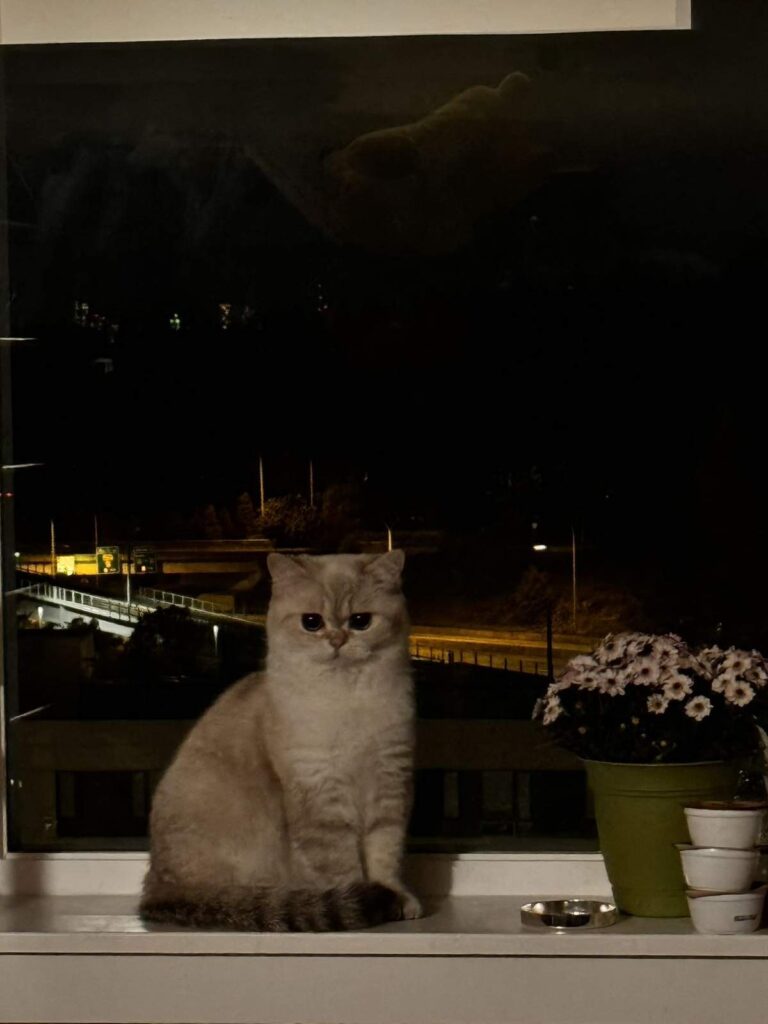 Bingbing - Golden Point Shaded British Shorthair - British Shorthair for sale & British Longhair Kittens for sale