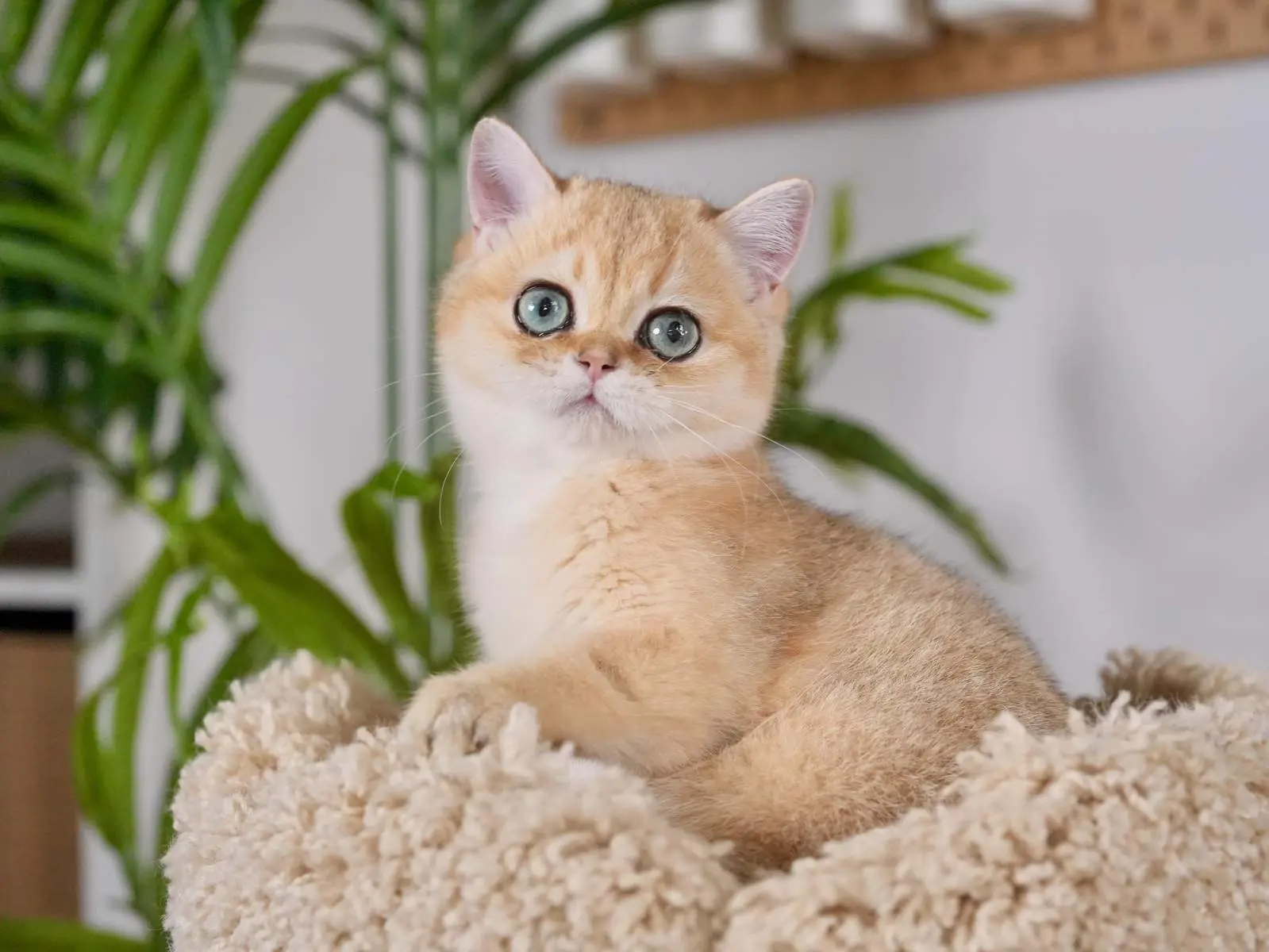 Blaze — Golden — British Shorthair