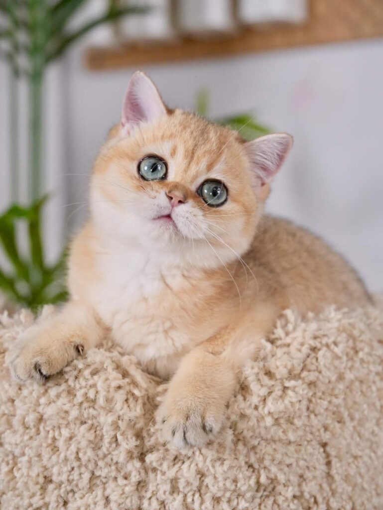 brown kittens for sale blaze is looking at us on a tree