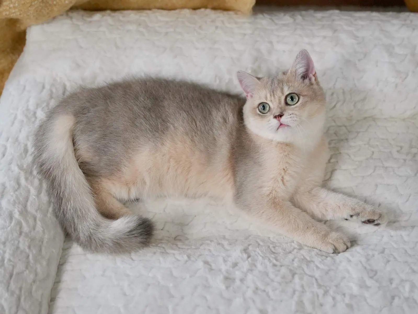 Breeze — Blue Golden — British Shorthair