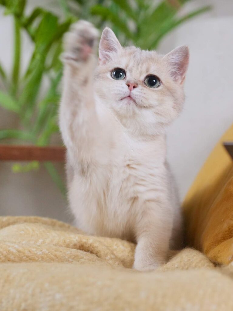 golden british shorthair breeze is playing on the couch