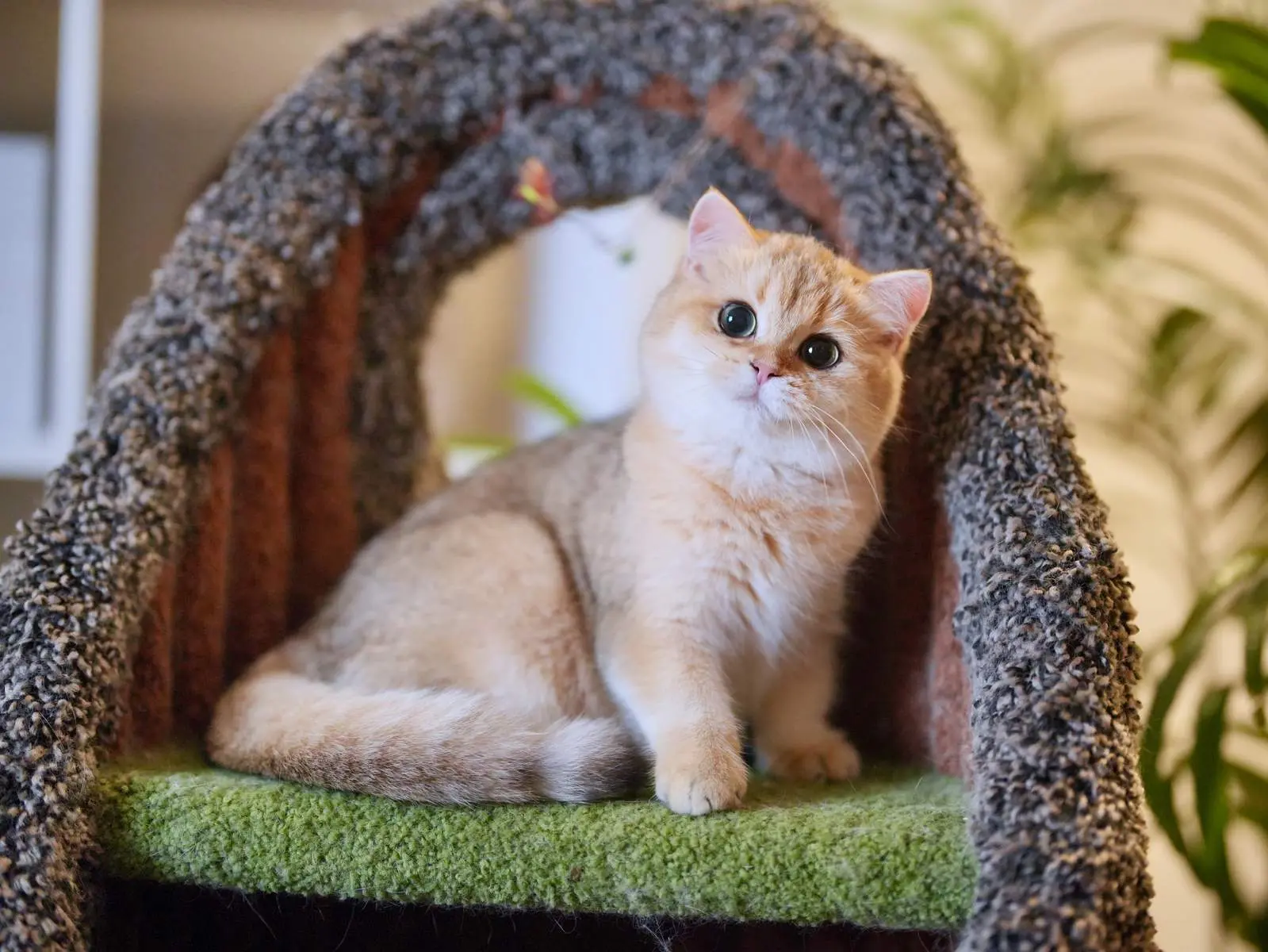 Camie — Golden — British Shorthair