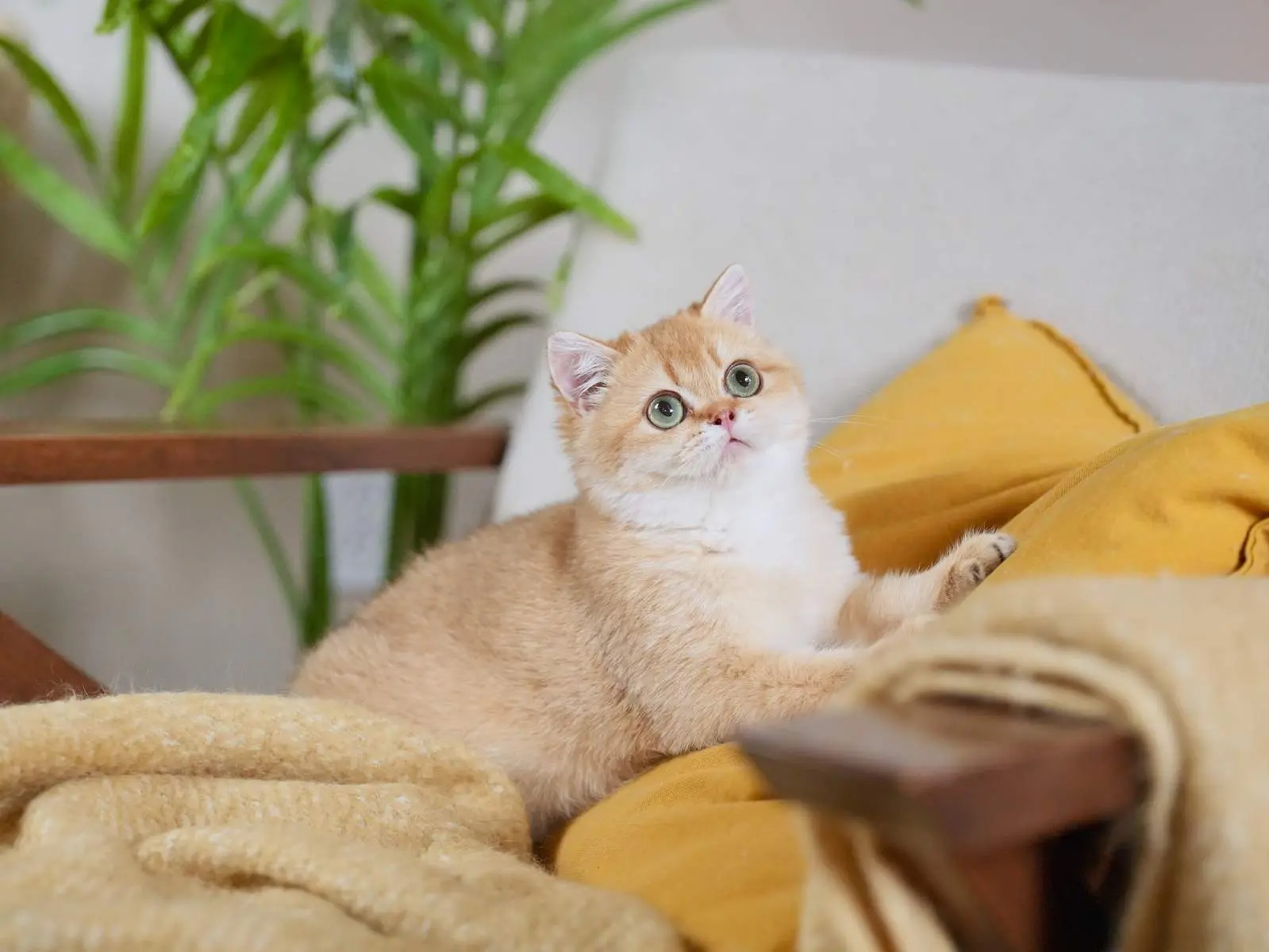 Chestnut — Golden — British Shorthair