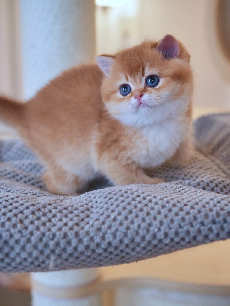 the adorable british shorthair kitten for sale chestnut is on the cat tree