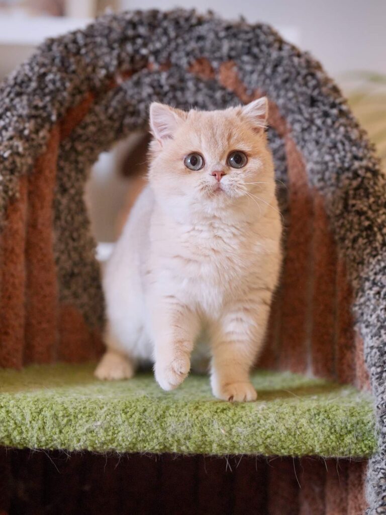 the lilac golden british shorthair ciel is playing on the cat with her innocent big eyes