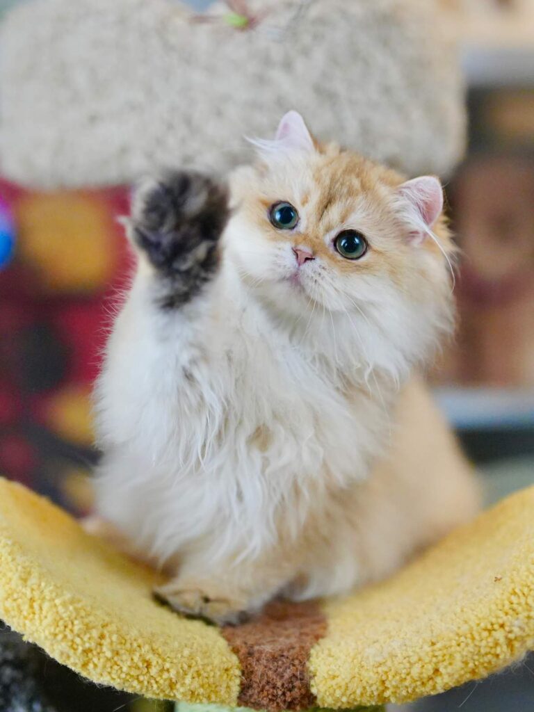cinnamon_IMG_7576_result the cute british longhair kittens for sale cinnamon is waving his paws