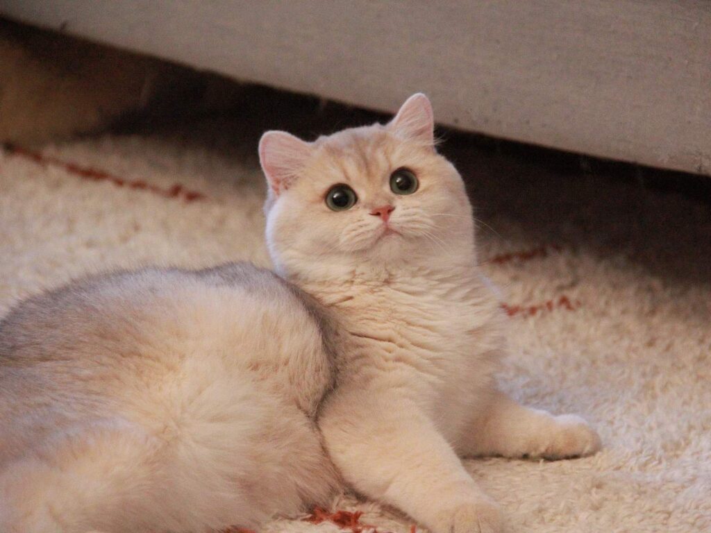 the adorable blue golden british shorthair creamy is lying on a mat