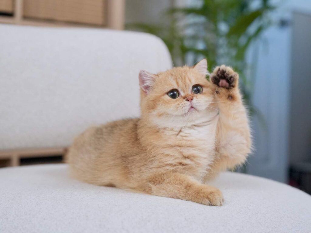 golden british shorthair derder is saying hello on the chair