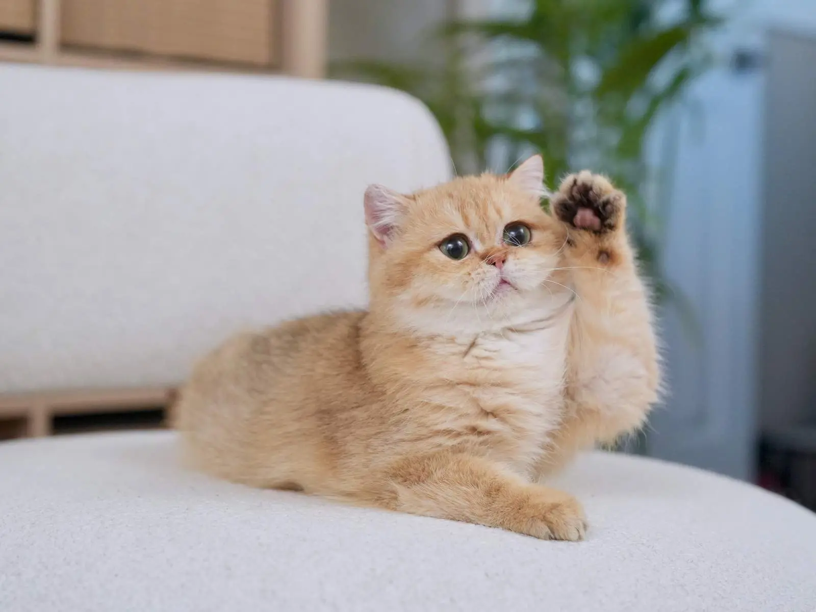 Derder — Golden — British Shorthair