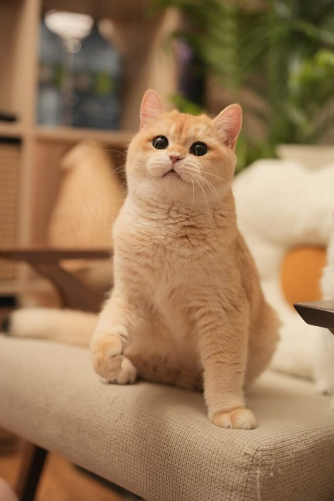 golden british shorthair eggroll is sitting on our chair