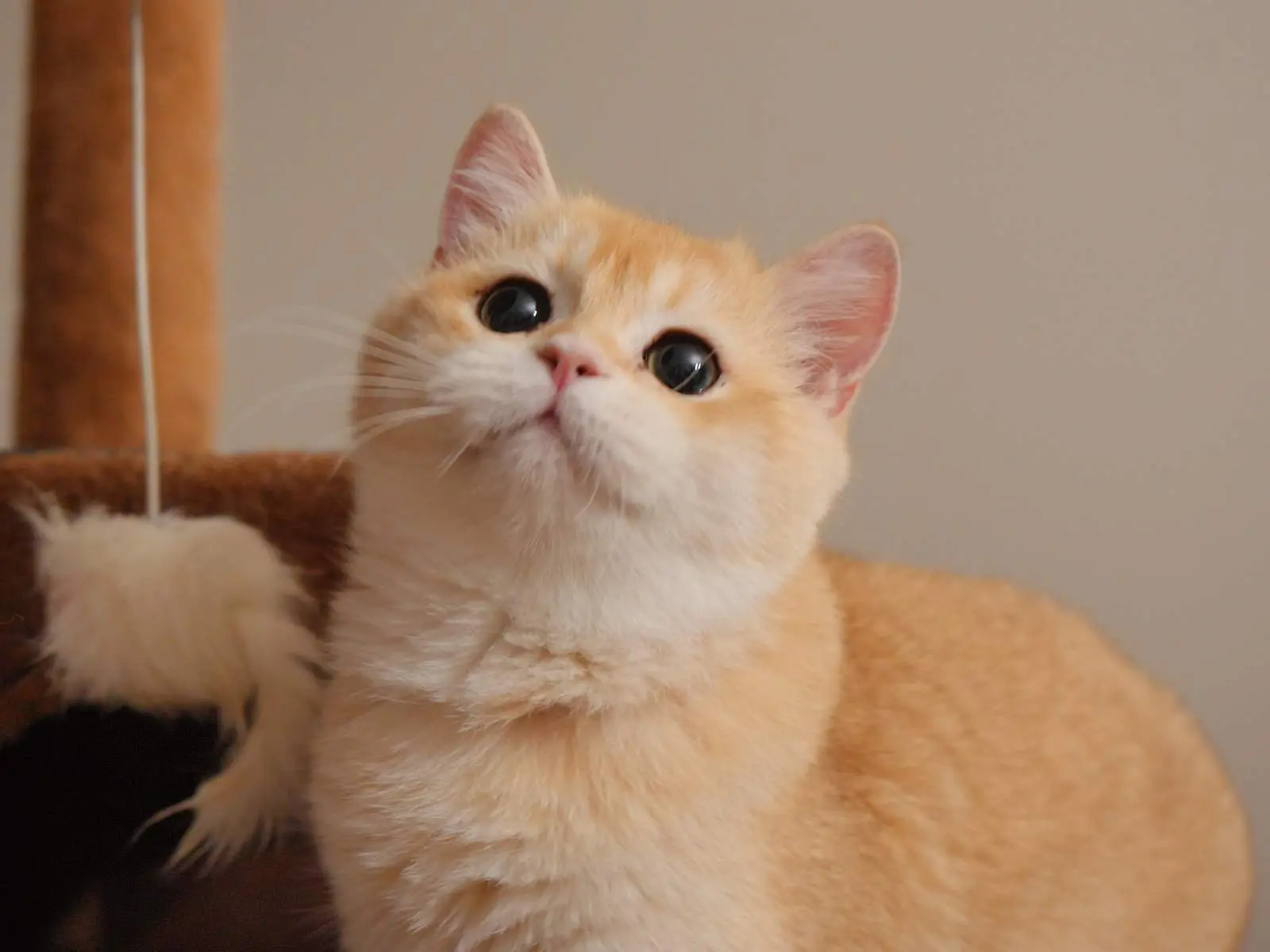 Eggroll — Golden — British Shorthair