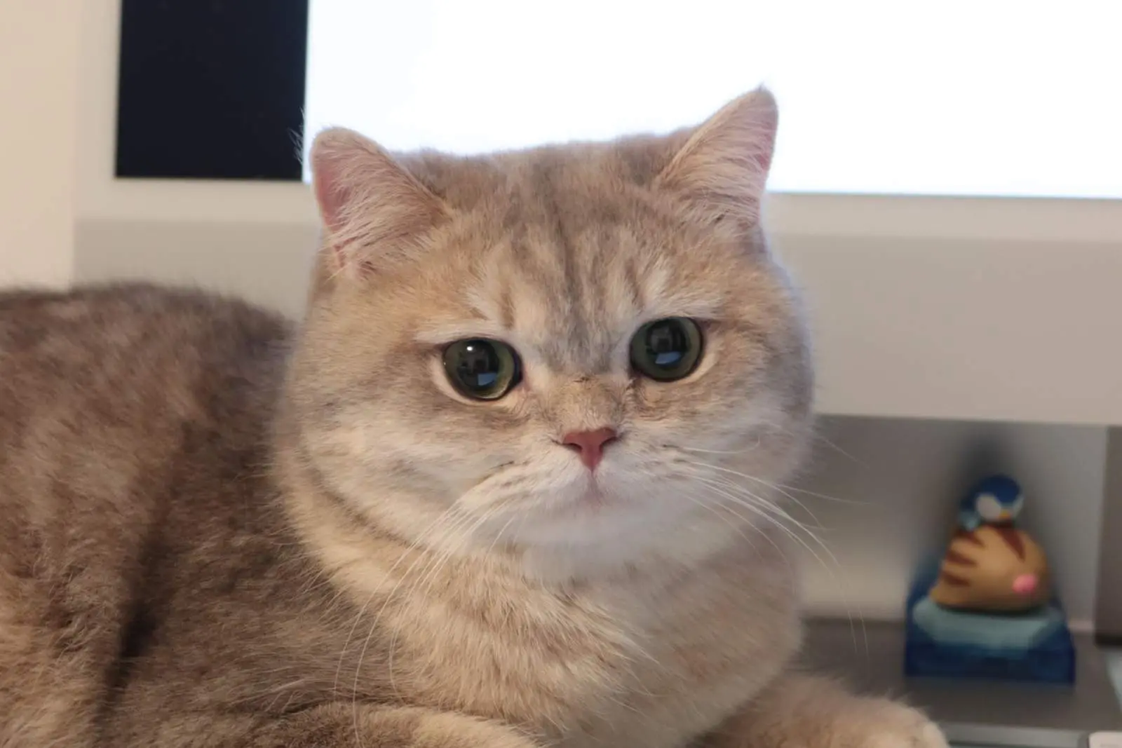 Elias — Blue Golden — British Shorthair