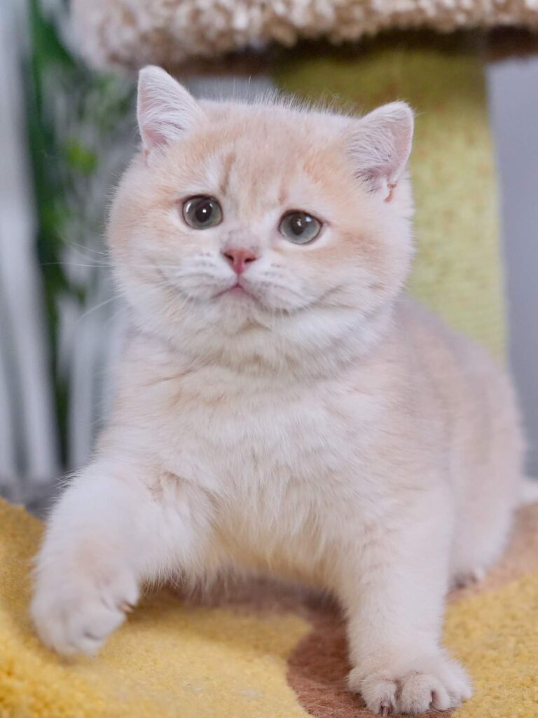 gini_DSC03754_result lilac golden british shorthair gini is playing on a cat tree