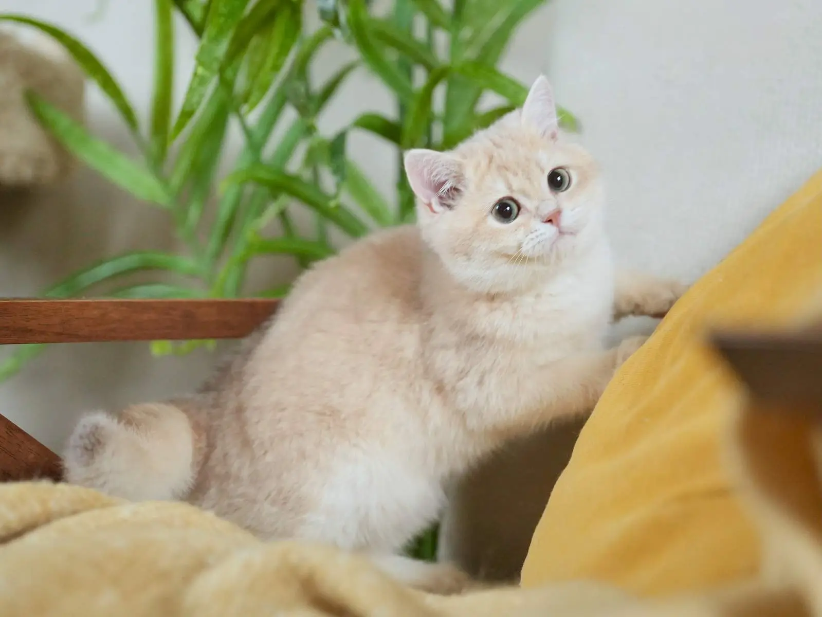 Gini — Blue Golden — British Shorthair