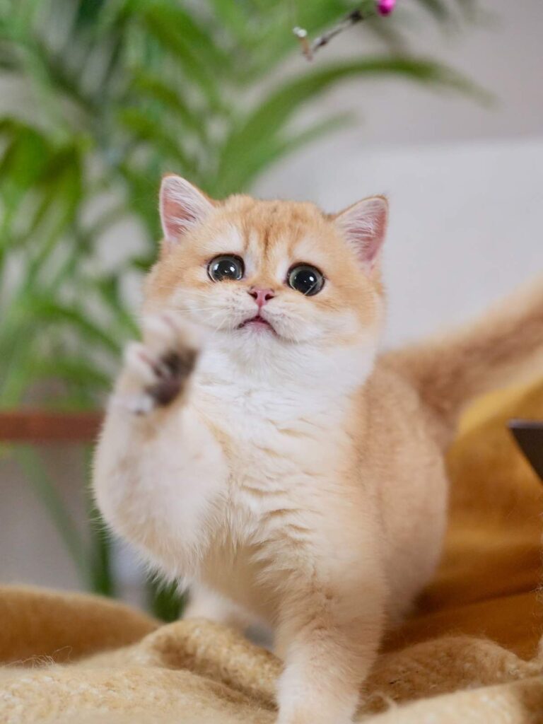 The playing british shorthair golden cat goldie with chubby full month