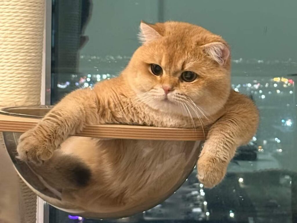 kief_IMG_2079_result english shorthair cat for sale like kief with strong body and big head