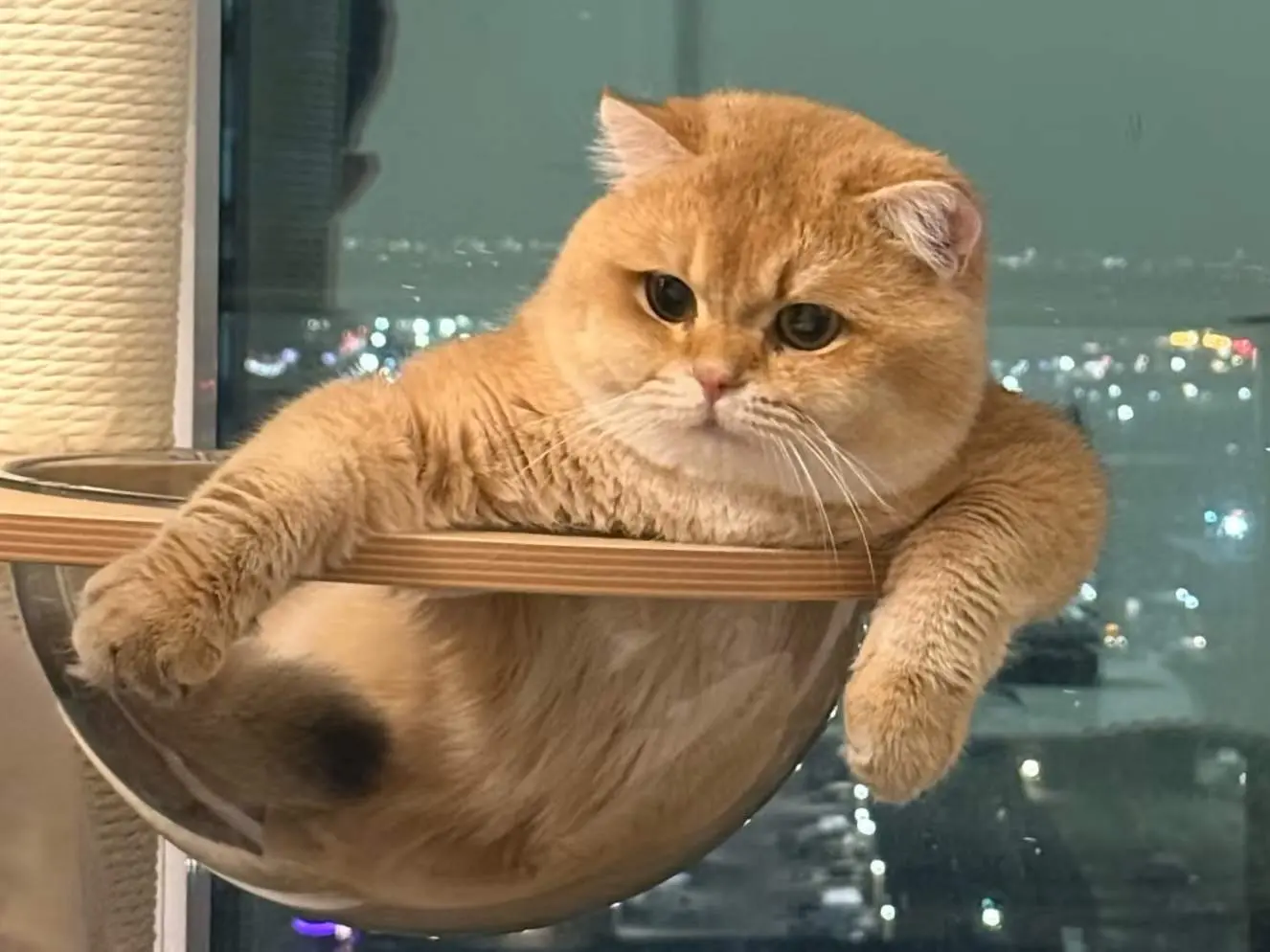 Kief — Golden — British Shorthair
