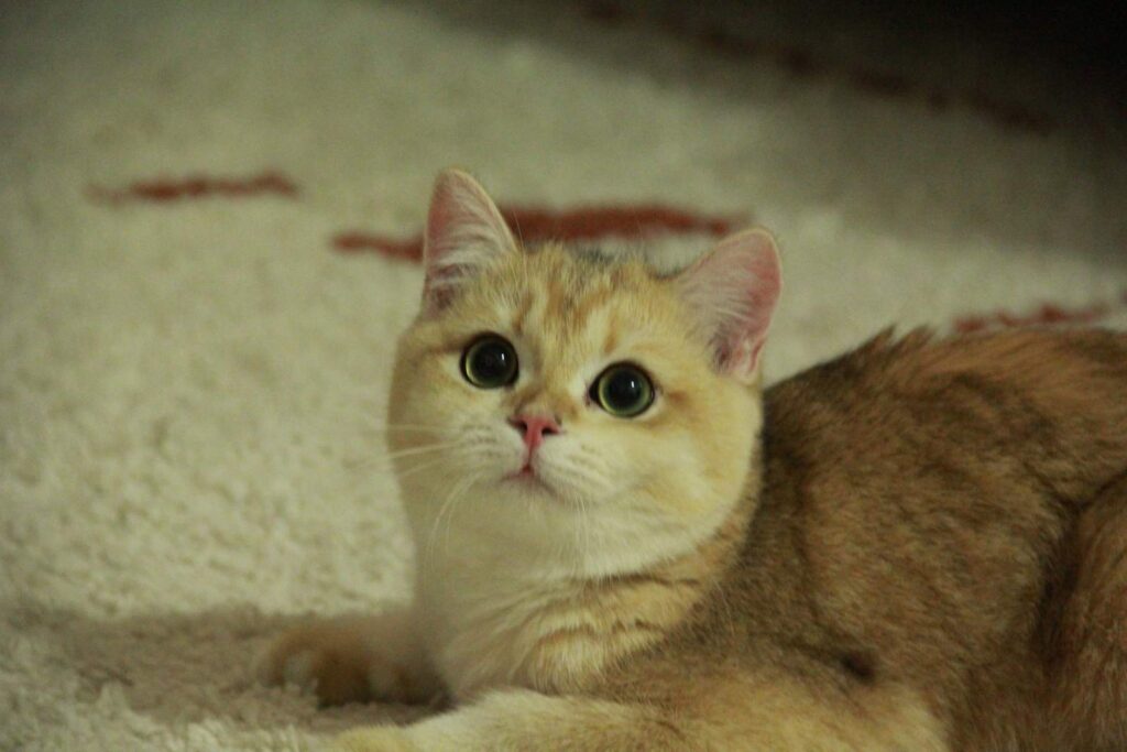 british short cat for sale kiki is looking at us