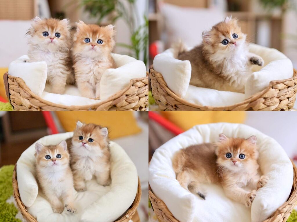 British Longhair Kittens For Sale | TICA Registered | USA Shipping - British Shorthair for sale & British Longhair Kittens for sale