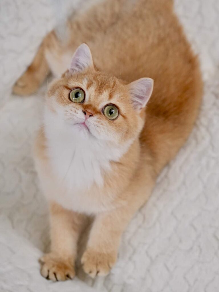 golden British Shorthair for Sale latte is observing the things on cell