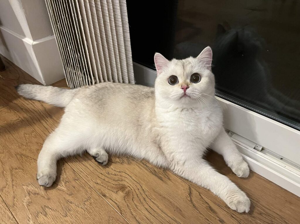 british shorthair cats pearl is enjoying the cool feeling