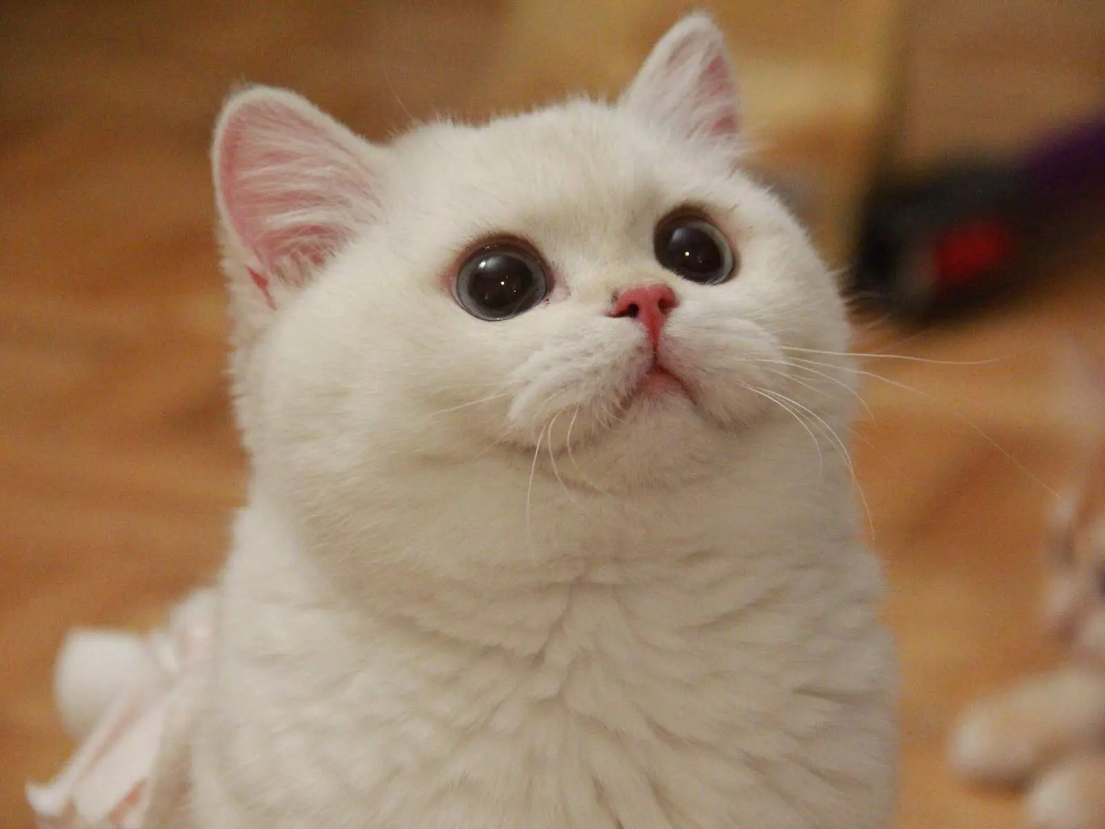 Pearl — Golden Point — British Shorthair